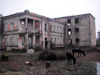 Abkhazia - Gali: horses in the ruins of a school - photo by A.Kilroy