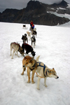 Alaska - Skagway: Denver Glacier - dogs and dogsled (photo by Robert Ziff)