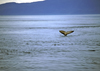 Alaska - Juneau: whale - tail (photo by A.Walkinshaw)