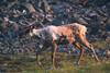 Brooks range, Alaska: migration of caribou - photo by E.Petitalot