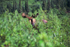 Brooks range, Alaska: moose in the bush along the Kobuk river - photo by E.Petitalot