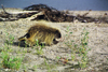 Alaska - North - Brooks range - porcupine walking on a sand bank of a river - photo by E.Petitalot