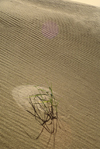 Brooks range, Alaska: a plant of grass in the Kobuk sand dune - photo by E.Petitalot