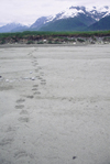 Alaska - Glacier bay - tracks of a large bear on a sand bank - photo by E.Petitalot