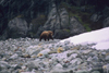 Alaska - Glacier bay - grizzly bear - photo by E.Petitalot