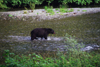 Alaska - Yukon river: black bear looking for salmons - photo by E.Petitalot