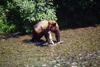 Alaska - Yukon river: brown bear eating a salmon - photo by E.Petitalot