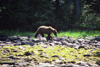 Alaska - Admiralty island: brown bear on a stony bank - photo by E.Petitalot