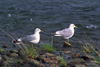 Alaska - Yukon river: seagulls - photo by E.Petitalot