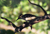 Alaska - woodpecker - photo by E.Petitalot