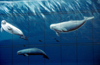 Alaska - Anchorage: whales mural, the 'whaling wall', by Robert Wyland - east side of Town Square - WW54 'Alaskas Marine Life' - J.C. Penneys - photo by F.Rigaud