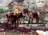 Albania / Shqiperia - Lezhe / Lezh - outskirts: Goats at a village cemetery (Christian) - photo by M.Torres