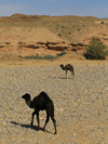 Algrie - Sahara: 2 chameaux dans le dsert - photographie par J.Kaman