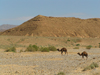 Algrie - Sahara: chameaux dans le dsert - photographie par J.Kaman