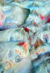 Algeria / Algrie - Bejaia / Bougie / Bgayet - Kabylie: rays at the fish market | raies  la crie - photo by M.Torres