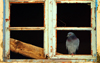 Algeria / Algrie - Bejaia / Bougie / Bgayet - Kabylie: pigeon on a window - kasbah | pigeon sur une fentre - casbah - photo by M.Torres
