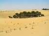 Algrie - Dsert du Sahara : petite oasis - palmiers - photographie par J.Kaman