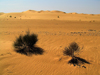 Algrie - Dsert du Sahara : arbustes et dunes de sable - photographie par J.Kaman