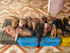 Algeria / Algerie - Ouargla / Wargla: goats heads for sale in the market - photo by J.Kaman