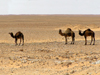 Algrie / Algerie - Sahara: three camels in the desert - photo by J.Kaman