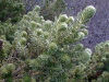 Amsterdam island: Phylica trees -  the soft, almost feathery, silvery-green leaves - Antarctic flora - photo by F.Lynch
