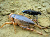 Angola: large cricket and wasp - fauna - insects - African wildlife / grilo e vespa - photo by A.Parissis