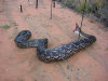 Angola: snake digesting a deer gets caught in an electrical fence - reptile - African wildlife / cobra a digerir um veado fica presa numa vedao elctrica - fauna de frica - photo by A.Parissis
