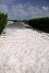 Cove Pond, West End Village, Anguilla: natural white foam covers the road to road to Cap Juluca - Anguilla's 'snow' - photo by M.Torres