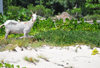 Blowing Point, Anguilla: white goat on the beach - photo by M.Torres