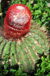 Blowing Point, Anguilla: cactus with red protuberance - photo by M.Torres