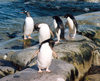 Petermann Island, Antarctica: Gentoo and Adelie penguins on the rocks - photo by G.Frysinger