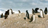Trinity Island, Palmer Archipelago, Antarctica: penguins looking in all directions - photo by G.Frysinger