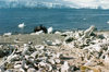 Trinity Island, Palmer Archipelago, Antarctica: whale bones left on the beach - photo by G.Frysinger