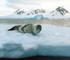 Petermann Island, Antarctica: leopard seal on the ice - photo by G.Frysinger