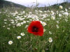 Aragon - Jaca - Pyrenees: poppy and daisies (photo by R.Wallace)