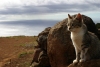 Argentina - Puerto Madryn - Patagonia Argentina - Valdez Peninsula: cat and the South Atlantic - gato (photo by N.Cabana)