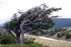 Argentina - Tierra del Fuego: windswept tree / Arbole sombrero (photo by N.Cabana)