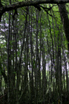 Argentina - Tierra del Fuego: forest by the coastal road - Ruta Nacional N 3 (photo by N.Cabana)