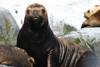 Argentina - Beagle Canal / Canal del Beagle - Tierra del Fuego: seals (photo by N.Cabana)