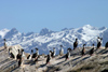 Argentina - Beagle Canal / Canal del Beagle - Tierra del Fuego: Cormorants on an islet - Rock Cormorant /cormorn roquero - Rock shag - Phalacrocorax magellanicus (photo by N.Cabana)