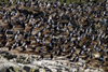 Argentina - Beagle Canal / Canal del Beagle - Tierra del Fuego: Cormorant crowd (photo by N.Cabana)