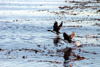 Argentina - Beagle Canal / Canal del Beagle - Tierra del Fuego: pair of cormorants taking off (photo by N.Cabana)