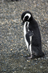 Argentina - Tierra del Fuego: Magellanic penguin on the beach - Spheniscus magellanicus - pinguino - penguim (photo by N.Cabana)