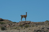 Argentina - Caleta Horno - Baha Gil (Chubut Province): guanaco - Lama guanicoe - photo by C.Breschi