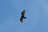 Argentina - Caleta Horno - Baha Gil (Chubut Province): Turkey Vulture - Cathartes aura - Aura comn - Urubu  tte rouge - photo by C.Breschi