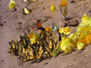 Argentina - Iguazu Falls - butterflies at a salt lick - images of South America by M.Bergsma