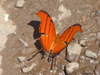 Argentina - Iguazu Falls - butterfly at the falls - images of South America by M.Bergsma