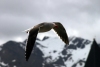 Argentina - Ushuaia (Tierra del Fuego, Antartida e Islas del Atlantico Sur province): seagull  in flight (photo by N.Cabana)