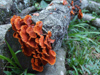 Argentina - Iguazu Falls - red poisonous mushrooms on a dead tree trunk - images of South America by M.Bergsma