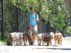 Argentina - Buenos Aires - Dog walking service - man with many dogs, Palermo - images of South America by M.Bergsma